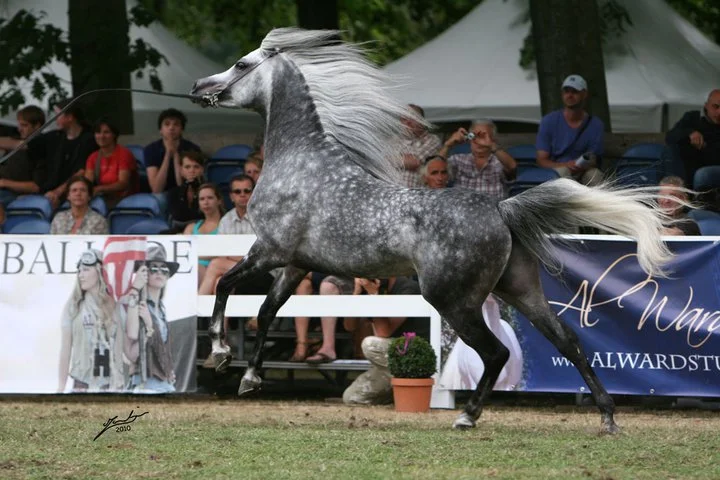 Horse Color -Appaloosa vs Dappled Grey – Waste Thought, Want Thought