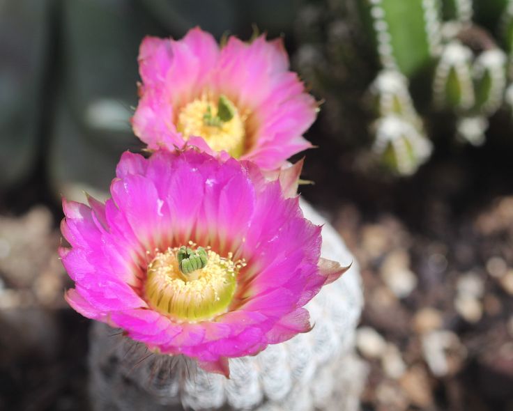 flowers, cactus